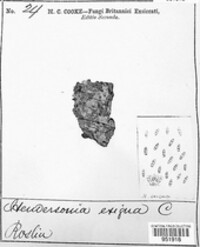 Hendersonia exigua image